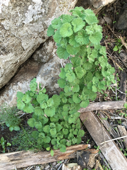 Pseudodictamnus undulatus