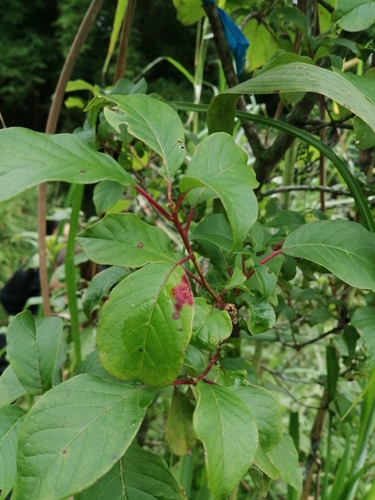 Persea caerulea - Leaves