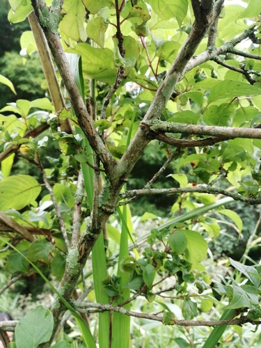Persea caerulea - Whole tree