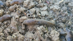 Milacidae