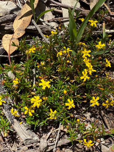 Hibbertia acerosa observed 2025-11-02