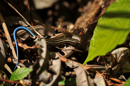 Stimpson's Skink, Plestiodon stimpsonii