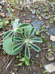 Lupinus pilosus