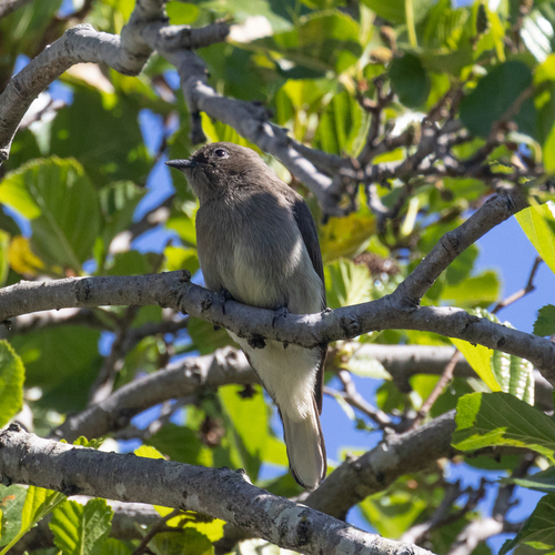 (c) ianrijsdijk, some rights reserved (CC BY-NC), uploaded by ianrijsdijk iNaturalist image