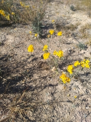 Psilostrophe gnaphalodes