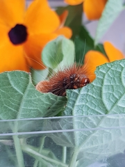 Rhodogastria similis