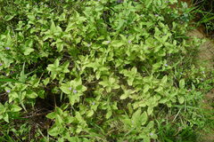 Limnophila rugosa, photograph (c) Weiting Liu, some rights reserved (CC BY)