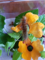 Rhodogastria similis