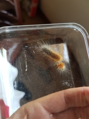 Rhodogastria similis