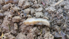 Milacidae