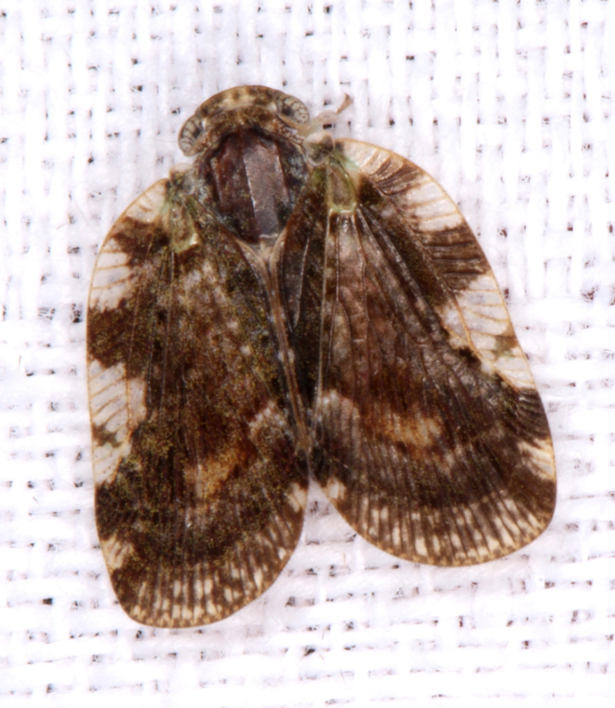 Aprivesa exuta