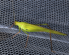 Polichne