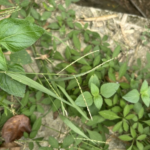 Urochloa glumaris observed 2025-11-02