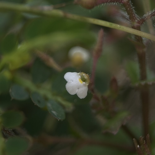 Yamazakia viscosa observed 2025-11-02