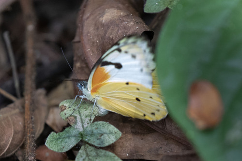 Sudan Caper White
