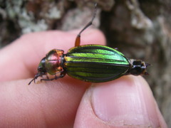Carabus auronitens