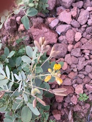 Senna confinis