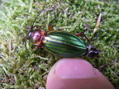 Carabus auronitens
