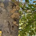 Mustard Yellow Polypore from Media, PA, US on November 02, 2025 at 10:01 AM by mfriese