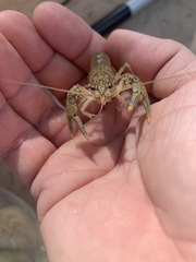 Faxonius occidentalis