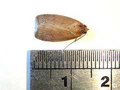 Austrocarea iocephala