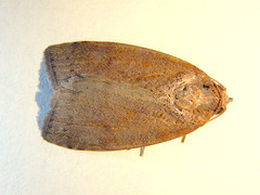 Austrocarea iocephala