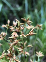 Rhynchospora corymbosa