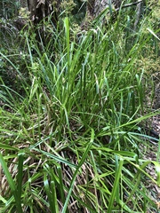 Rhynchospora corymbosa