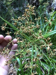 Rhynchospora corymbosa