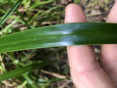 Rhynchospora corymbosa