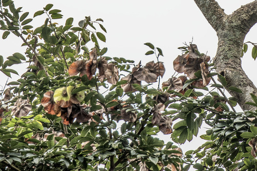 Pterocarpus angolensis, photograph 6