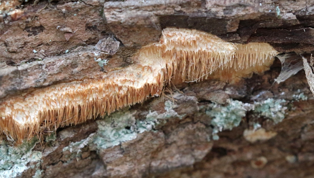Radulomyces copelandii · October 2025 · photo: © davidfbird (iNaturalist, cc0)