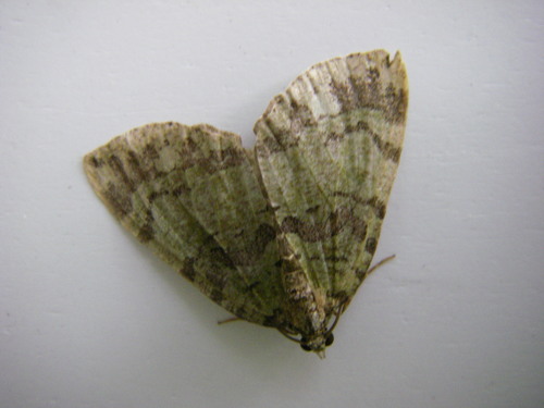 July Highflyer Moth