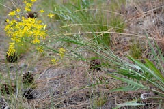 Crepis atribarba
