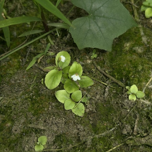 Yamazakia viscosa observed 2025-11-02