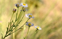 Erigeron corymbosus