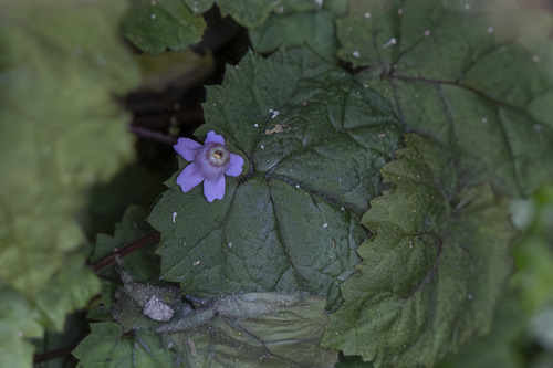 Ardisiandra primuloides