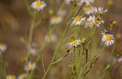 Erigeron filifolius