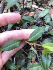 Persicaria dichotoma