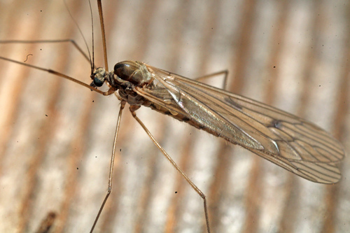 Trichocera bimacula