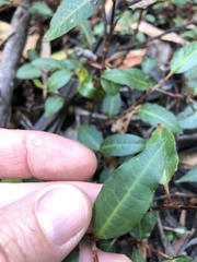 Persicaria dichotoma