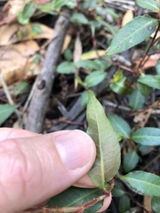 Persicaria dichotoma