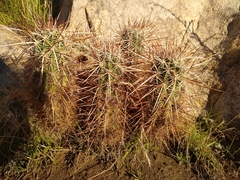 Echinocereus engelmannii