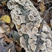 turkey-tail from Natural Lands' Wawa Preserve, Media, PA, US on November 02, 2025 at 10:16 AM by mfriese