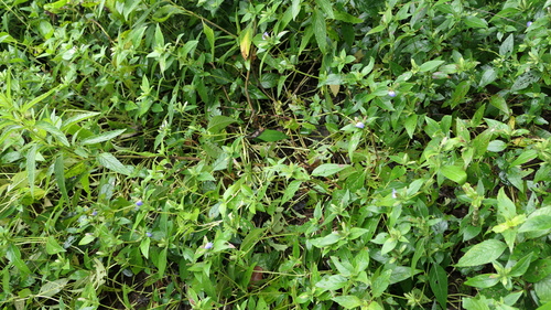 hill blepharis (Cynarospermum asperrimum)
