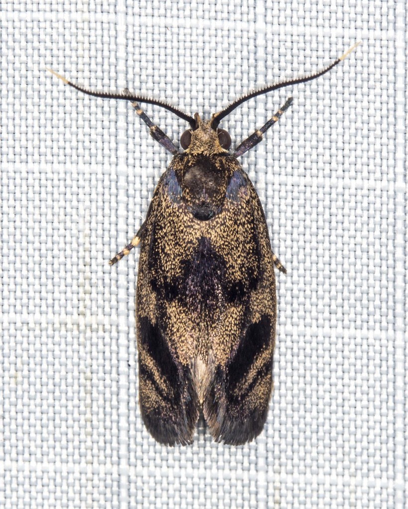 Pycnocera