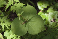 Trillium camschatcense