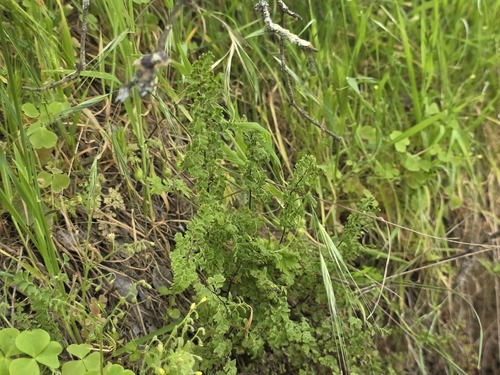 Adiantum excisum, photograph 1
