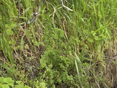 Adiantum excisum, photograph (c) Cesar Ormazabal, some rights reserved (CC BY)