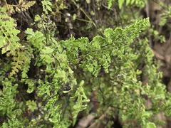 Adiantum excisum